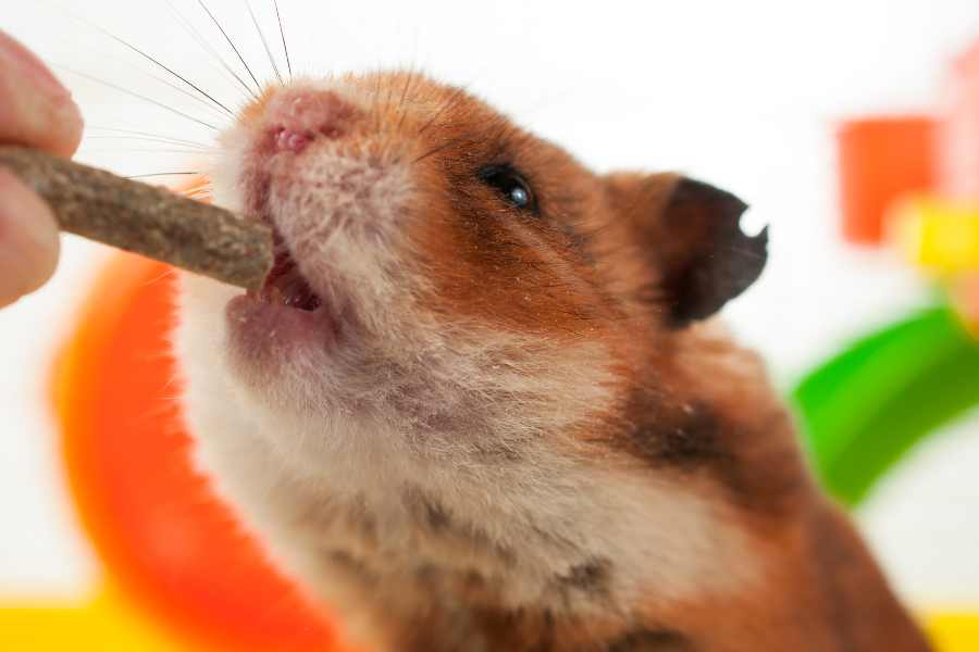What To Feed Your Hamster – Urbaki Pets