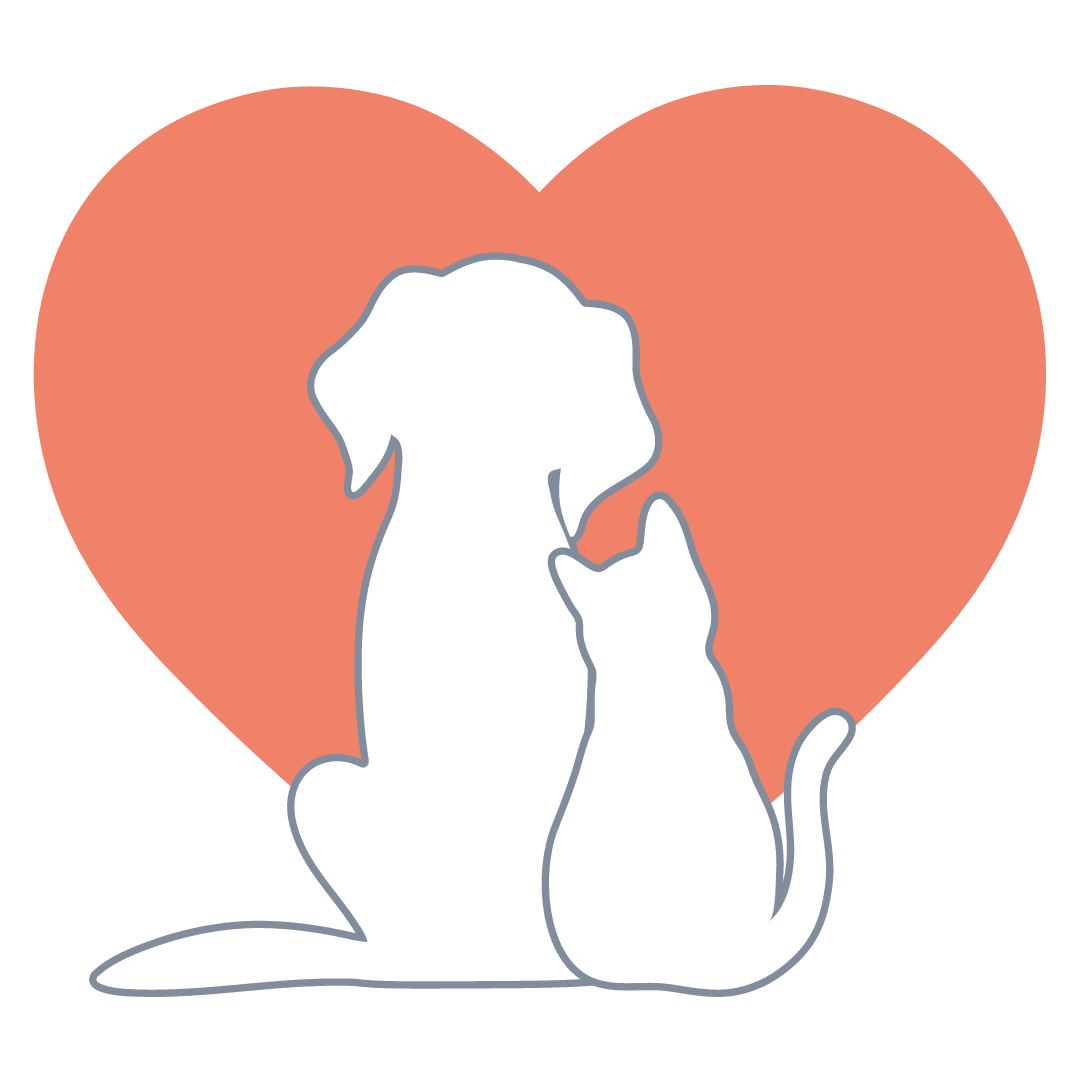 How to adopt a hamster