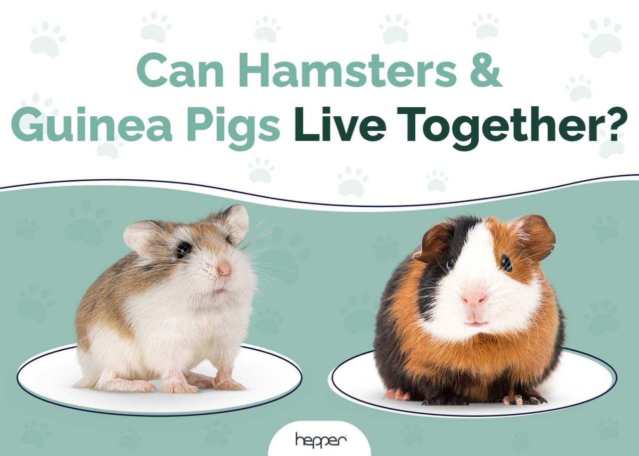 Can Hamsters Live Together? Tips for Harmonious Coexistence Among Small ...
