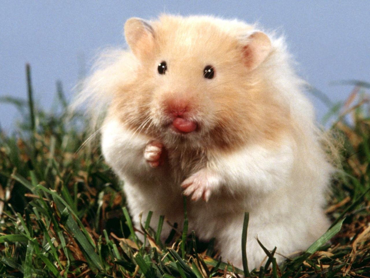Long-haired Syrian Hamster photo WP17231