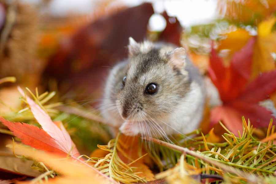 How to Bond with your Hamster! – Urbaki Pets