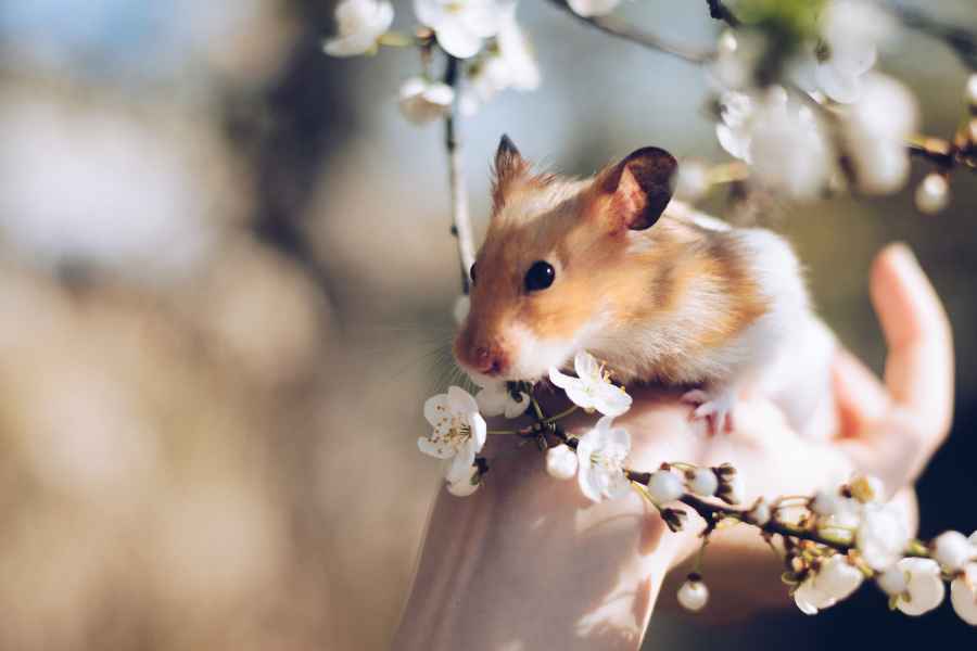 How to Bond with your Hamster! – Urbaki Pets