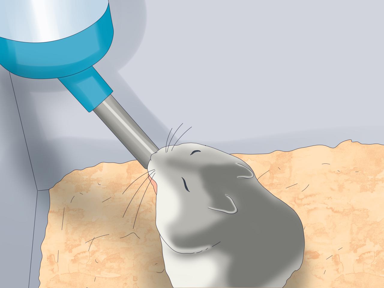 How to Feed Dwarf Hamsters: Everything They Can Eat How to Feed Dwarf Hamsters: Everything They Can Eat