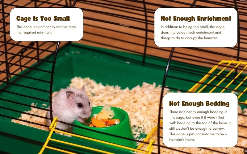 Hamster Cage Setup: Make an Enriching Home for Your Pet