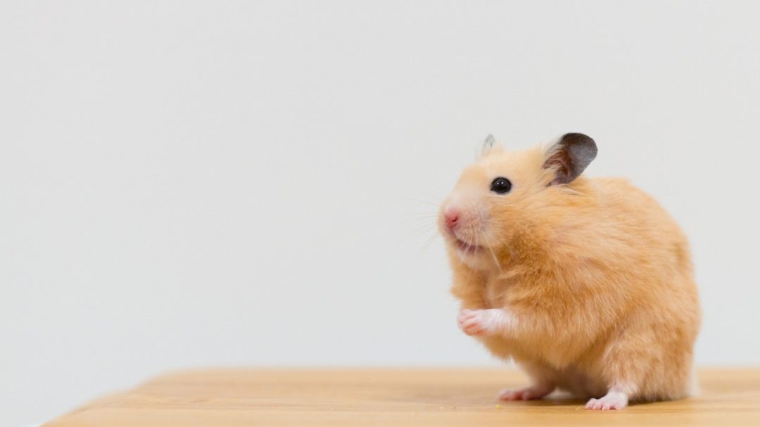 [2023] How to Clean a Hamster Cage Safely and Properly