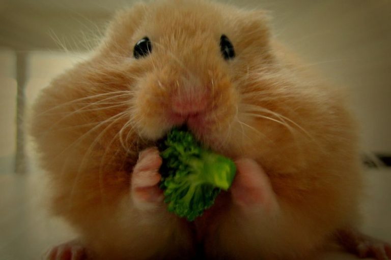 How Often Should I Feed My Hamster? – Clever Pet Owners