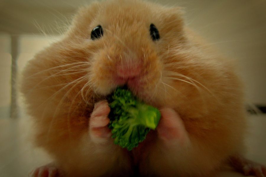 How Often Should I Feed My Hamster? – Clever Pet Owners
