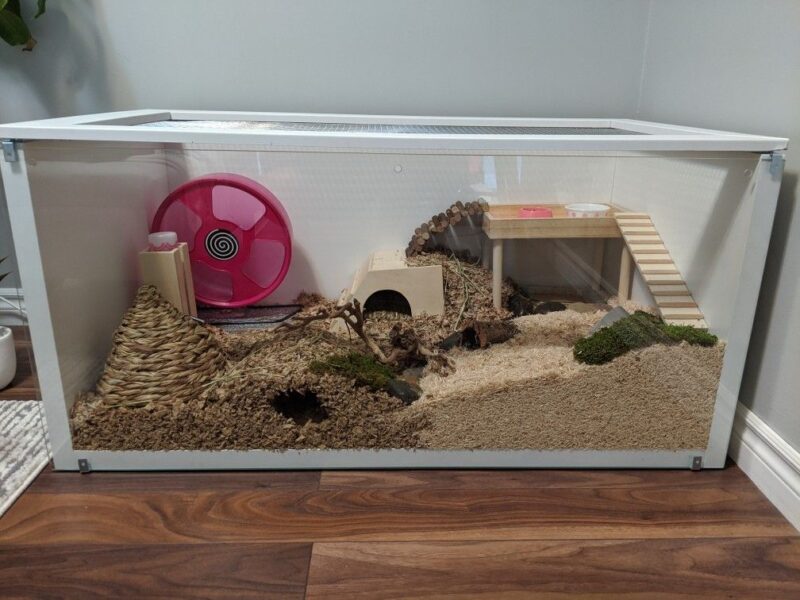 How to Set Up a Hamster Cage | Beginners Guide - Critter Mamas