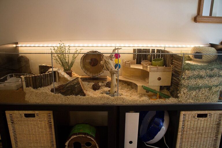 Amazing Hamster Cage and Tank Setups