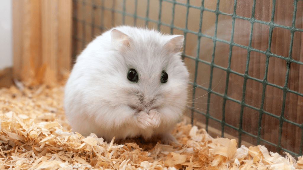 What Can You Feed a Dwarf Hamster? - HamstersInfo.com What Can You Feed a Dwarf Hamster? - HamstersInfo.com