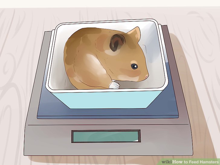 How to Feed Hamsters: 10 Steps (with Pictures) - wikiHow