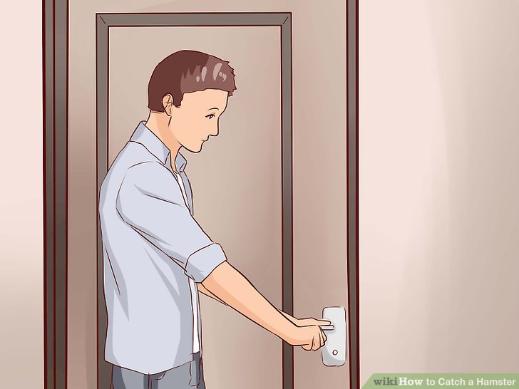 How to Catch a Hamster: 9 Steps (with Pictures) - wikiHow