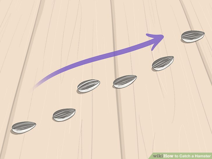 How to Catch a Hamster: 9 Steps (with Pictures) - wikiHow