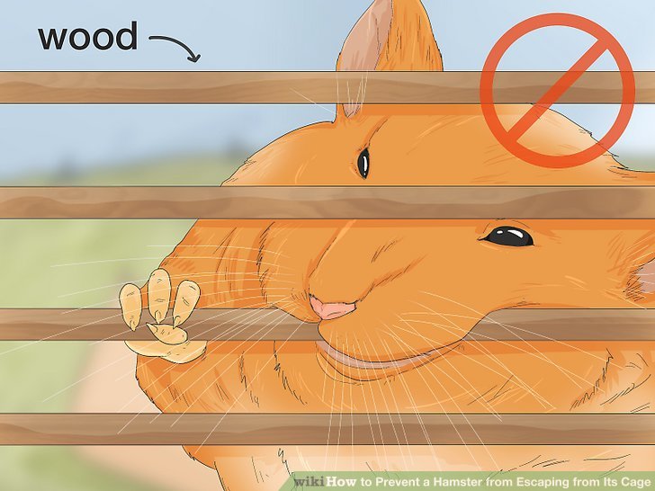 3 Ways to Prevent a Hamster from Escaping from Its Cage - wikiHow Pet