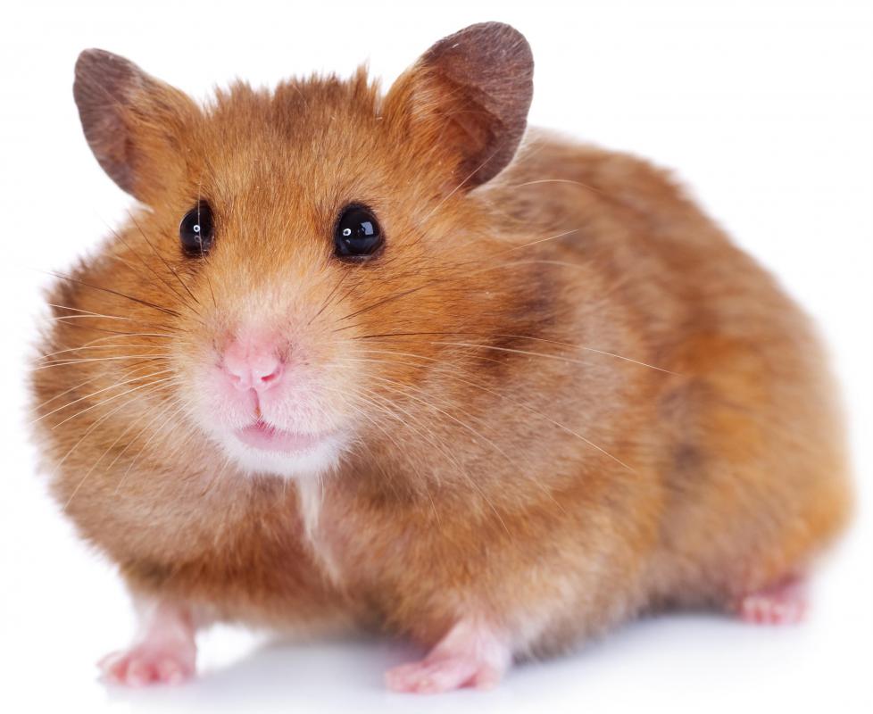 The wild tale behind your pet hamster | ISRAEL21c