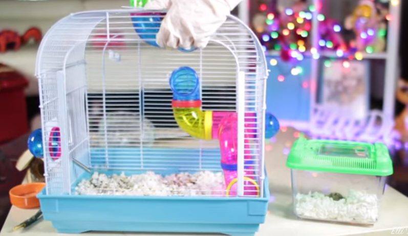 🥇How to Clean a Hamster Cage in (May 2022) - Guide