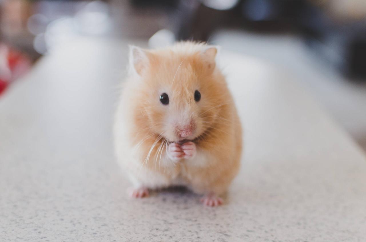 500+ Hamster Pictures [HQ] | Download Free Images on Unsplash