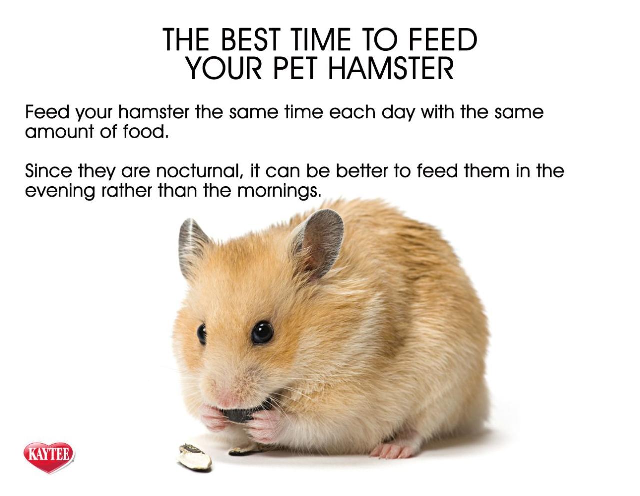 A Detailed Guide on What to Feed Your Hamster - Wisearo