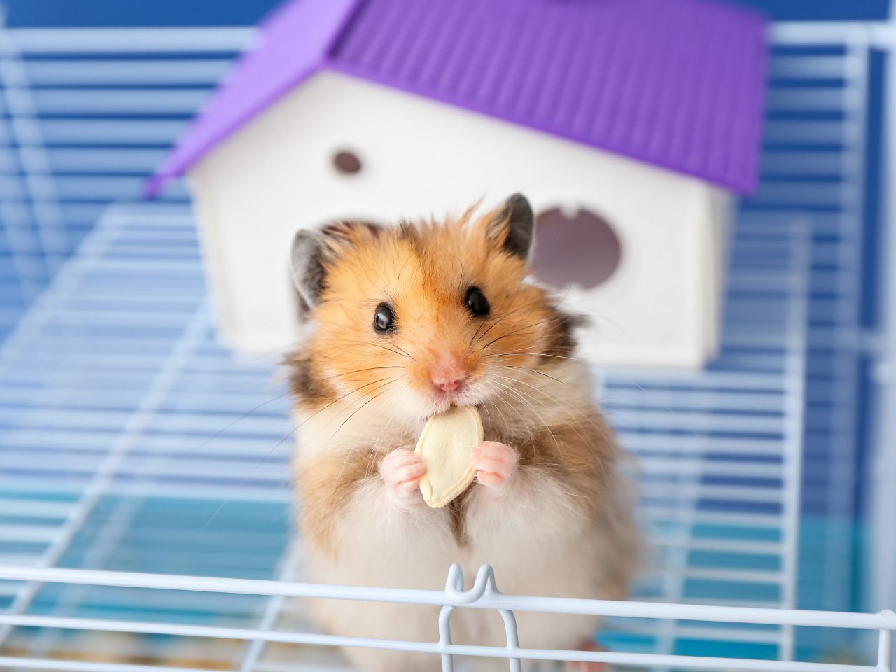 What Hamsters Can Live Together? - Little Pet Corner