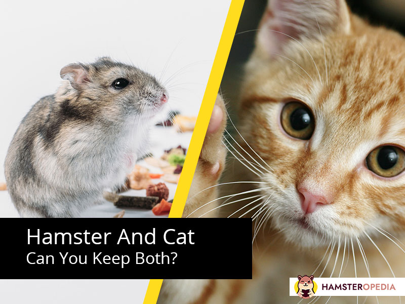 Can Hamsters Live Together? Practical Tips – Hamsteropedia