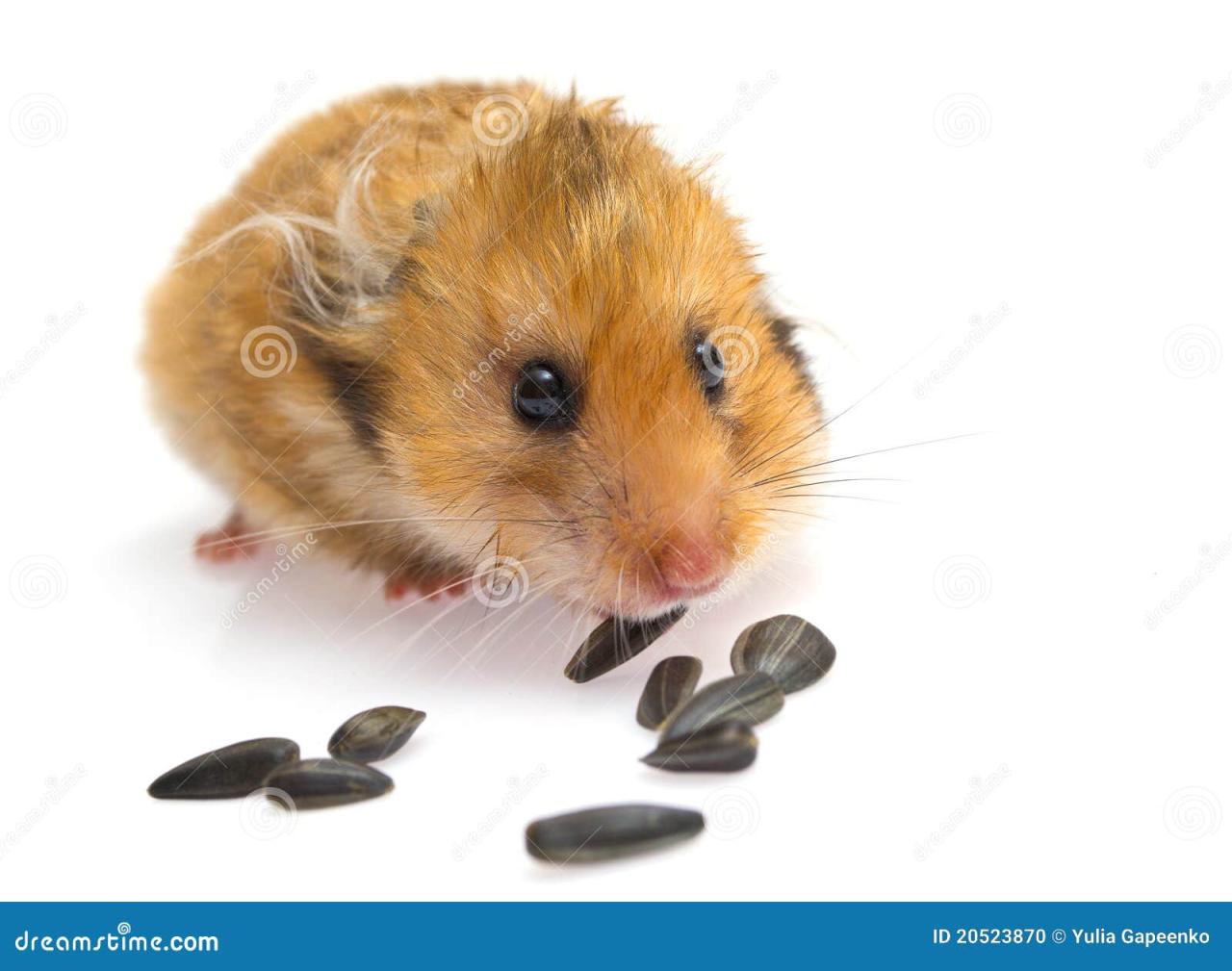 Cute hamster eating sunflower seeds isolated white Stock Photo - Alamy