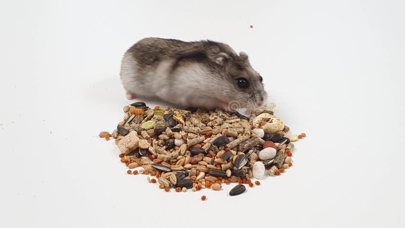 Hamster Eats Feed Granular or Mixture of Seeds on White Background.pet ...