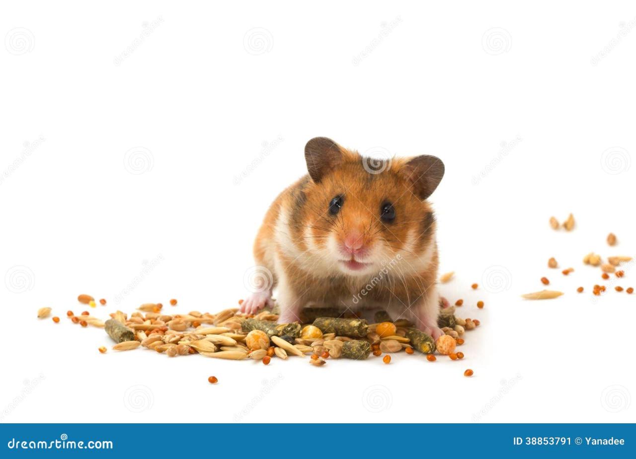 Hamster feed the hamster stock image. Image of isolated - 38853791