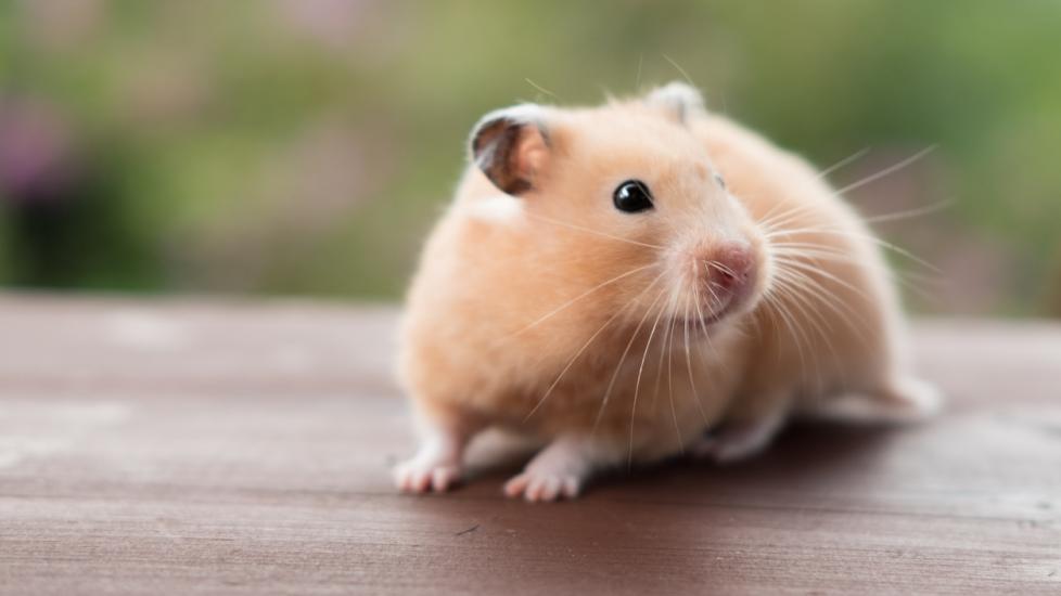 What Are the Different Types of Hamsters? (with pictures)