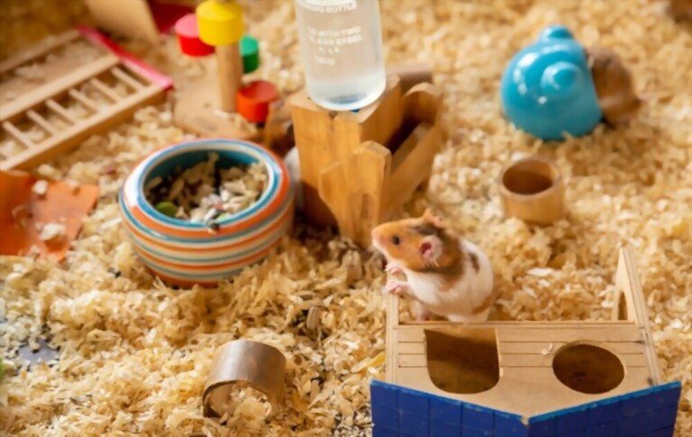 How To Set Up Your Hamster Cage