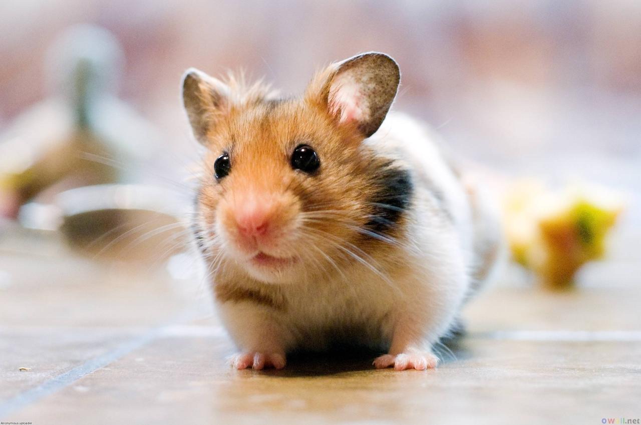 Cute Hamster Wallpapers - Wallpaper Cave