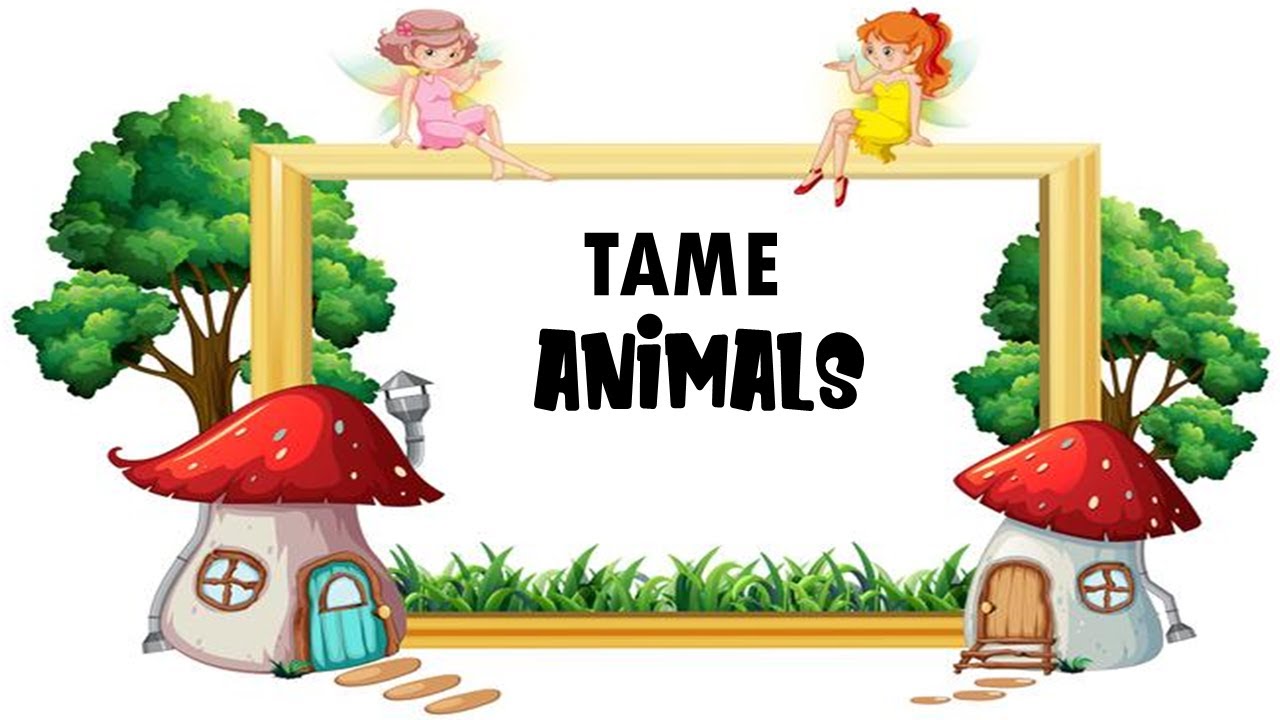 Tame Animals - YouTube