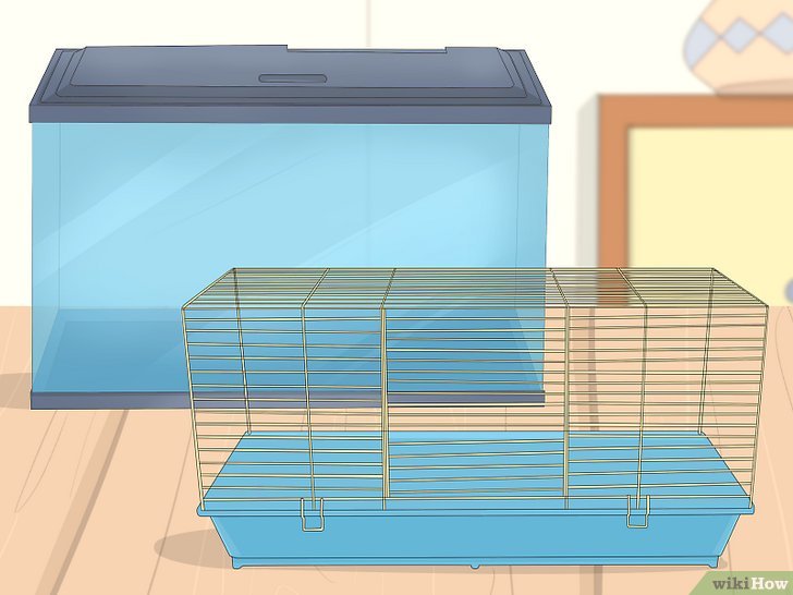 How Do Hamsters Bond with Their Owners?