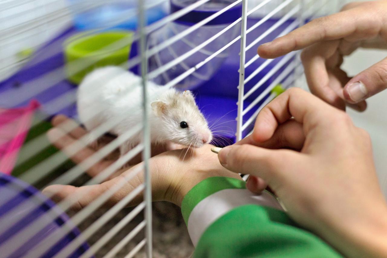 Can Hamsters Eat Broccoli? Benefits, Risks, and Guidelines